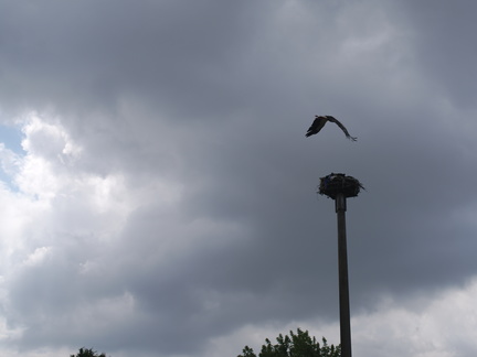 IMGP0825